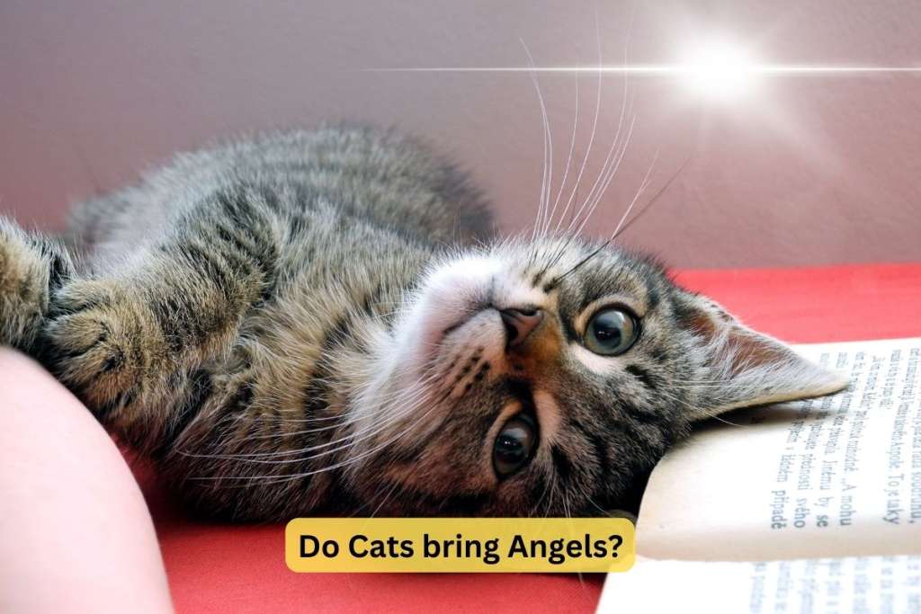 cat with angel lights to answer do cats bring angels in the house in islam