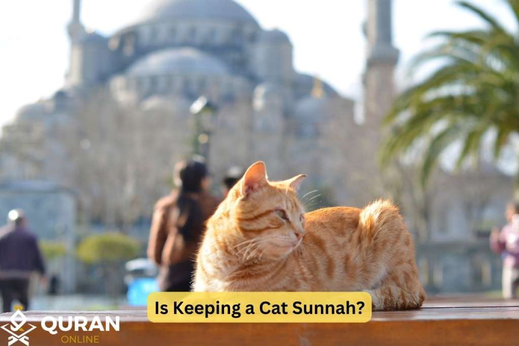 cat in front of Aya sophia to explain is keeping a cat sunnah